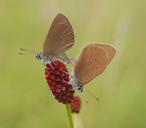 Dunkler Wiesenknopf-Ameisenbläuling