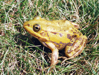 Kleiner Wasserfrosch