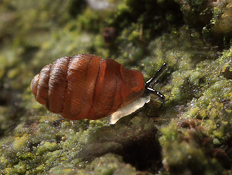 Schmale Windelschnecke