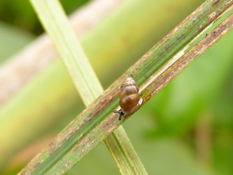 Bauchige Windelschnecke