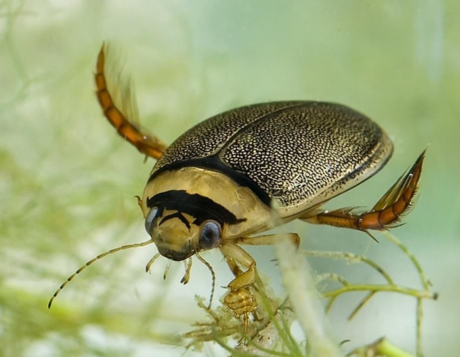 Schmalbindiger Breitflügel-Tauchkäfer