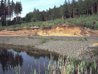Geburtshelferkröte Lebensraum