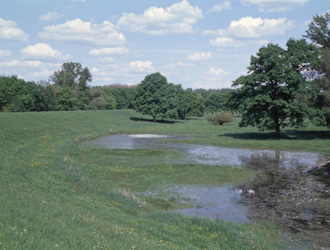 Rotbauchunke Lebensraum