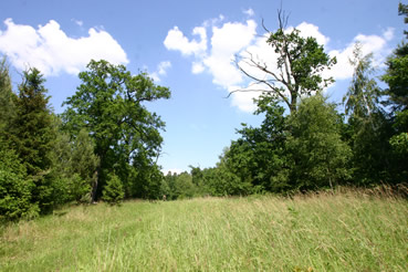 Heldbock Lebensraum