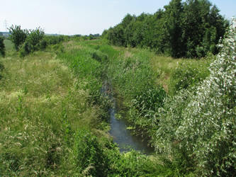 Helm-Azurjunfger Lebensraum