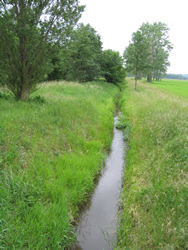 Vogel-Azurjungfer Lebensraum