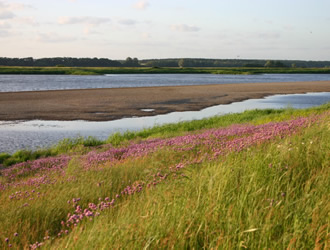 Asiatische Keiljungfer Lebensraum