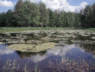 Laubfrosch Lebensraum