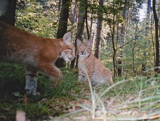 Luchs