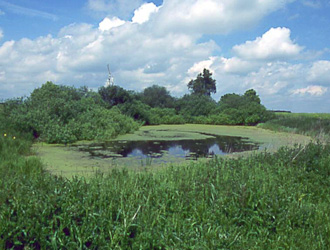 Knoblauchkröte Lebensraum