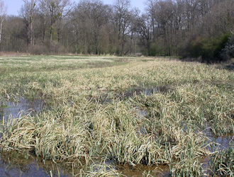 Moorfrosch Lebensraum