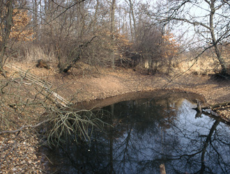 Springfrosch Lebensraum