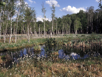 Kleiner Wasserfrosch Lebensraum