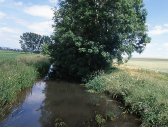 Lebensraum Bachmuschel