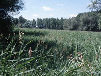 Schmale Windelschnecke Lebensraum