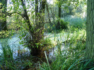 Bauchige Windelschnecke Lebensraum