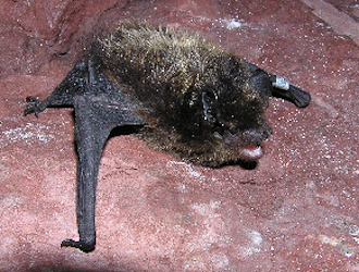 Nordfledermaus