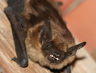 Breitflügelfledermaus