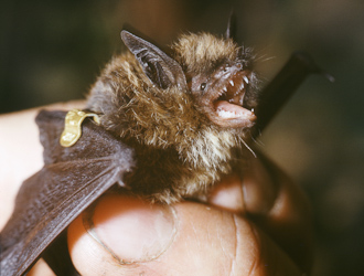 Große Bartfledermaus