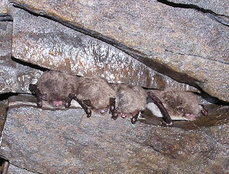 Wasserfledermaus