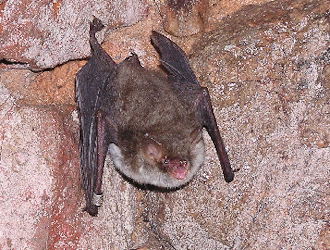 Fransenfledermaus