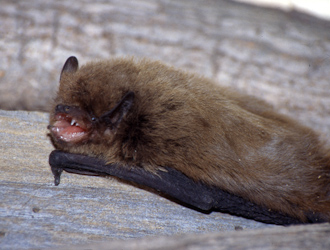 Rauhautfledermaus