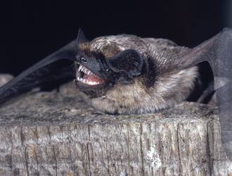 Zweifarbfledermaus